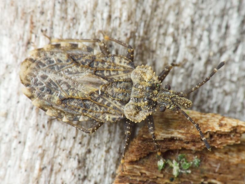 Aradus betulae (Linnaeus, 1758)